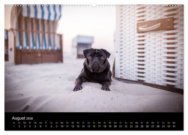 Produktbild: Diesel, der schwarze Mops (Wandkalender 2026 DIN A2 quer), CALVENDO Monatskalender