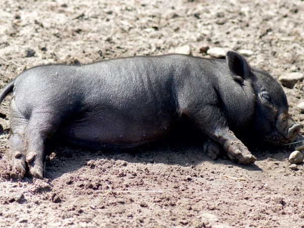 Produktbild: CALVENDO Puzzle Schlafende Mikroschwein Ferkel | 1000 Teile Lege-Gr&ouml;&szlig;e 64x48cm Foto-Puzzle f&uuml;r gl&uuml;ckliche Stunden