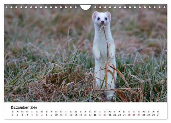 Produktbild: Hermelin - das wieselflinke Raubtier (Wandkalender 2026 DIN A4 quer), CALVENDO Monatskalender