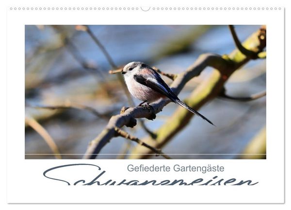 Produktbild: Gefiederte Garteng&auml;ste, Schwanzmeisen (Wandkalender 2026 DIN A2 quer), CALVENDO Monatskalender