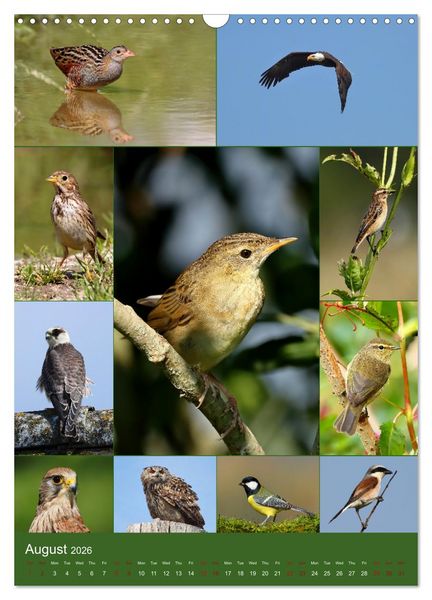 Produktbild: 78 Birds (Wall Calendar 2026 DIN A3 portrait), CALVENDO 12 Month Wall Calendar