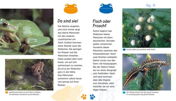 Produktbild: Meine gro&szlig;e Tierbibliothek: Der Frosch