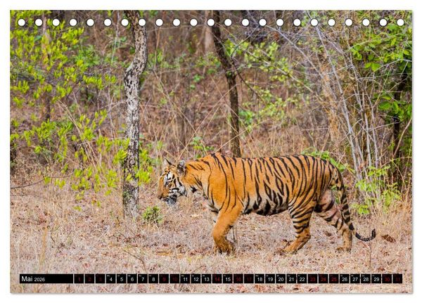 Produktbild: Indien - Im Reich des Tigers (Tischkalender 2026 DIN A5 quer), CALVENDO Monatskalender