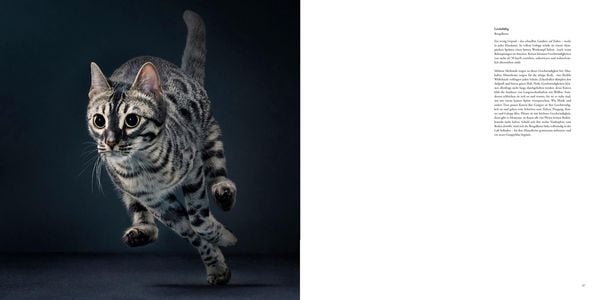 Produktbild: Katzen