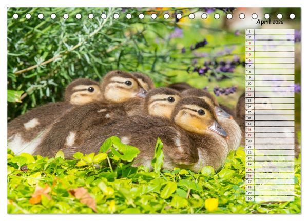 Produktbild: Geliebte Tiere auf dem Bauernhof (Tischkalender 2026 DIN A5 quer), CALVENDO Monatskalender