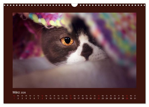 Produktbild: Britisch Kurzhaar Katzen - Poesie f&uuml;rs Auge (Wandkalender 2026 DIN A3 quer), CALVENDO Monatskalender