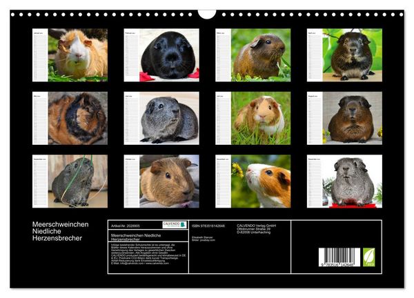 Produktbild: Meerschweinchen Niedliche Herzensbrecher (Wandkalender 2026 DIN A3 quer), CALVENDO Monatskalender