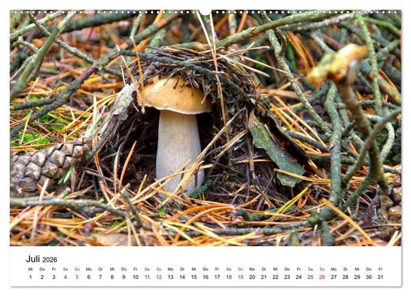 Produktbild: Heimische Pilze (hochwertiger Premium Wandkalender 2026 DIN A2 quer), Kunstdruck in Hochglanz