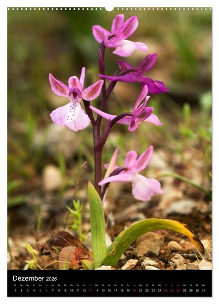Produktbild: Orchideen in S&uuml;deuropa (hochwertiger Premium Wandkalender 2026 DIN A2 hoch), Kunstdruck in Hochglanz