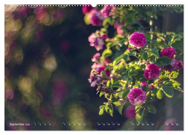 Produktbild: Die Welt der Alten Rosen (Wandkalender 2026 DIN A2 quer), CALVENDO Monatskalender
