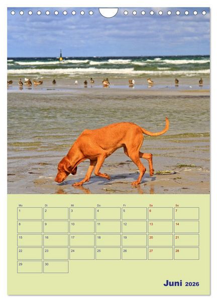 Produktbild: Sehnsuchtsort Ostseebad Boltenhagen (Wandkalender 2026 DIN A4 hoch), CALVENDO Monatskalender