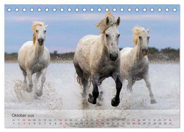Produktbild: Die wei&szlig;en Pferde der Camargue (Tischkalender 2026 DIN A5 quer), CALVENDO Monatskalender