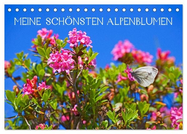 Produktbild: Meine sch&ouml;nsten Alpenblumen (Tischkalender 2026 DIN A5 quer), CALVENDO Monatskalender