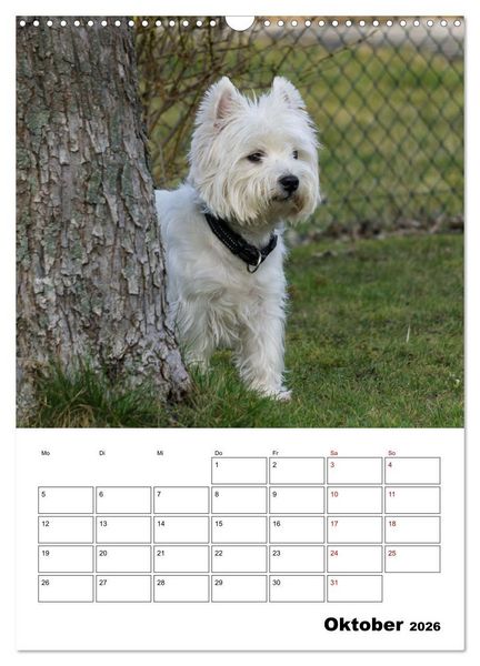 Produktbild: West Highland White Terrier - Herzensbrecher auf vier Pfoten (Wandkalender 2026 DIN A3 hoch), CALVENDO Monatskalender