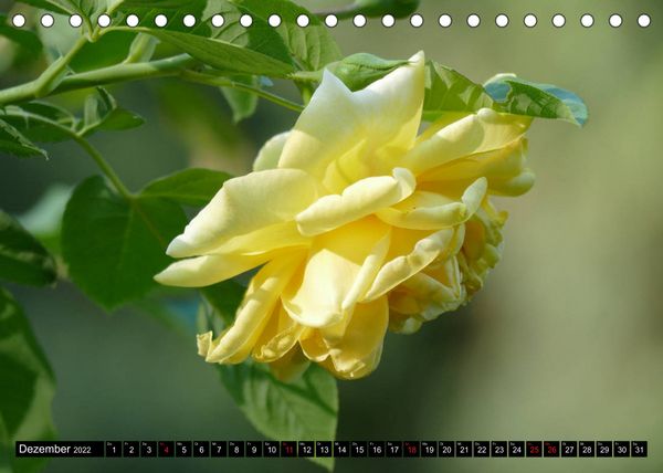 Produktbild: Fr&uuml;hling und Sommer (Tischkalender 2022 DIN A5 quer)