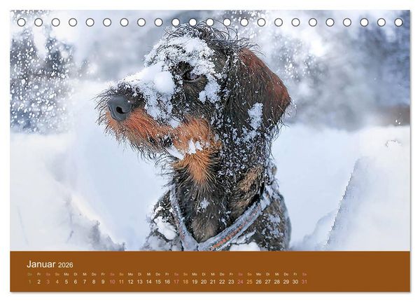 Produktbild: Der Dackel (Tischkalender 2026 DIN A5 quer), CALVENDO Monatskalender