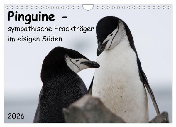 Produktbild: Pinguine - sympathische Fracktr&auml;ger im eisigen S&uuml;den (Wandkalender 2026 DIN A4 quer), CALVENDO Monatskalender