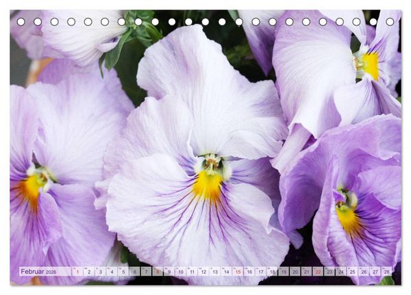Produktbild: Stiefm&uuml;tterchen Freundliche Gesichter (Tischkalender 2026 DIN A5 quer), CALVENDO Monatskalender