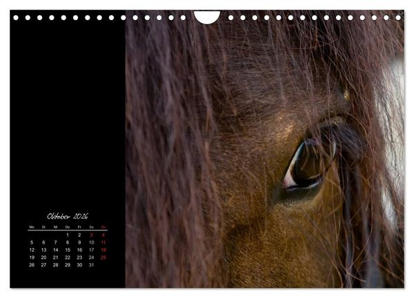 Produktbild: Irish Tinker (Wandkalender 2026 DIN A4 quer), CALVENDO Monatskalender