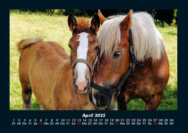 Produktbild: Pferde Kalender 2025 Fotokalender DIN A4