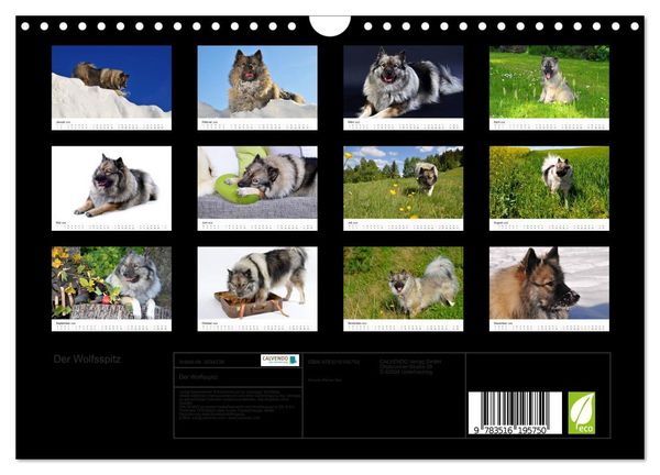 Produktbild: Der Wolfsspitz (Wandkalender 2026 DIN A4 quer), CALVENDO Monatskalender