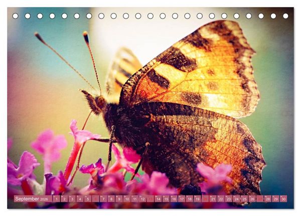 Produktbild: Schmetterlinge im Fokus (Tischkalender 2026 DIN A5 quer), CALVENDO Monatskalender