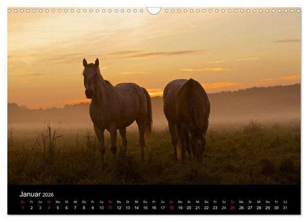 Produktbild: Wilde Pferde (Wandkalender 2026 DIN A3 quer), CALVENDO Monatskalender