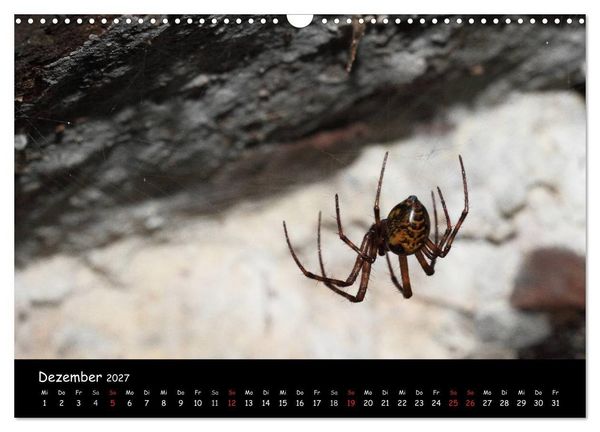 Produktbild: Heimische Spinnen (Wandkalender 2027 DIN A3 quer), CALVENDO Monatskalender