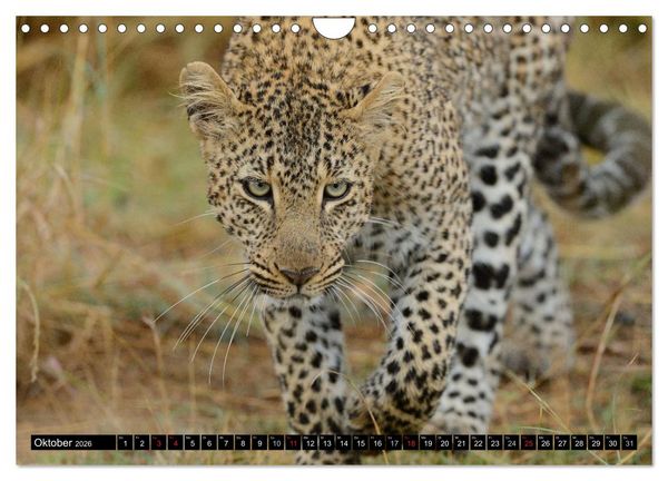 Produktbild: Faszination Afrika: Der Leopard (Wandkalender 2026 DIN A4 quer), CALVENDO Monatskalender