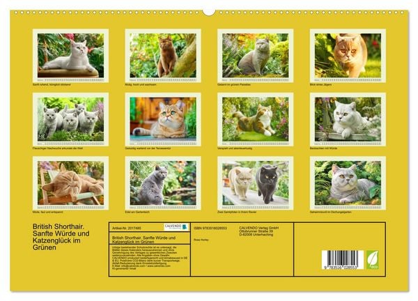 Produktbild: British Shorthair. Sanfte W&uuml;rde und Katzengl&uuml;ck im Gr&uuml;nen (hochwertiger Premium Wandkalender 2026 DIN A2 quer), Kunstdruck in Hochglanz