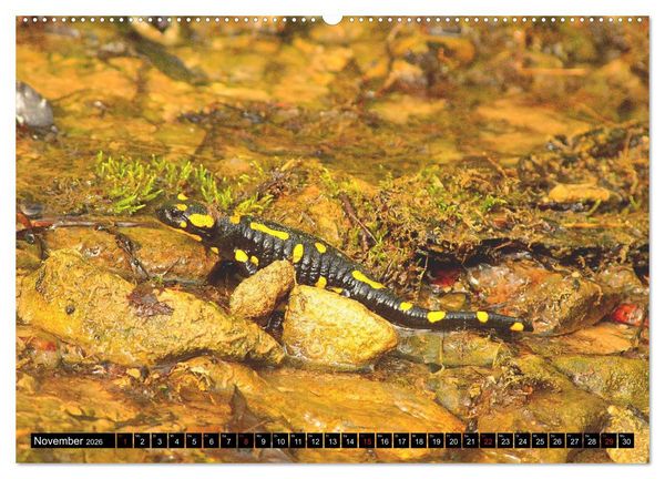 Produktbild: Im Revier der Salamander (Wandkalender 2026 DIN A2 quer), CALVENDO Monatskalender
