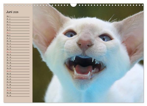 Produktbild: Siamkatzen - Kleiner Frechdachs mit Familie (Wandkalender 2026 DIN A3 quer), CALVENDO Monatskalender