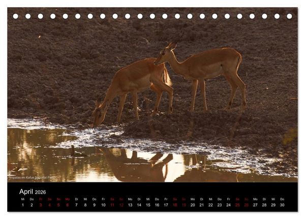 Produktbild: SAMBIA IM HERZEN AFRIKAS (Tischkalender 2026 DIN A5 quer), CALVENDO Monatskalender