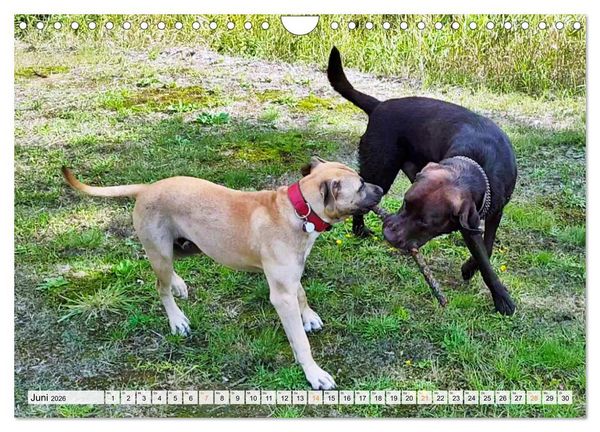 Produktbild: Beste Buddys (Wandkalender 2026 DIN A4 quer), CALVENDO Monatskalender
