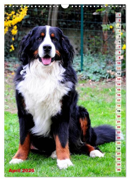 Produktbild: B&Auml;R - Der Berner Sennenhund (Wandkalender 2026 DIN A3 hoch), CALVENDO Monatskalender