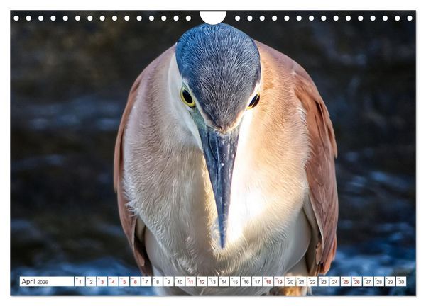 Produktbild: Australiens V&ouml;gel (Wandkalender 2026 DIN A4 quer), CALVENDO Monatskalender
