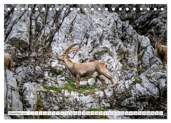 Produktbild: Steinb&ouml;cke - Majest&auml;tische Tiere der Alpen (Tischkalender 2026 DIN A5 quer), CALVENDO Monatskalender