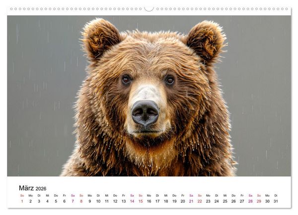 Produktbild: B&auml;ren - gef&auml;hrlich nett (Wandkalender 2026 DIN A2 quer), CALVENDO Monatskalender