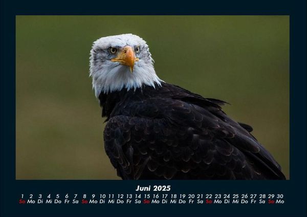 Produktbild: Adler 2025 Fotokalender DIN A4