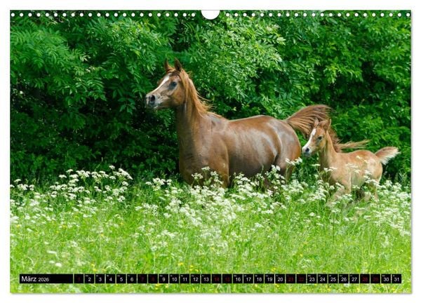 Produktbild: Fohlen entdecken die Welt (Wandkalender 2026 DIN A3 quer), CALVENDO Monatskalender