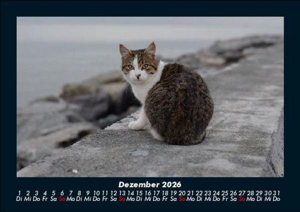 Produktbild: Tiere auf dem Bauernhof 2026 Fotokalender DIN A5