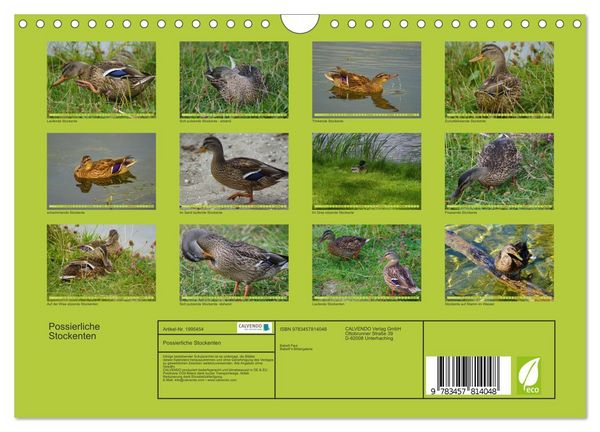 Produktbild: Possierliche Stockenten (Wandkalender 2026 DIN A4 quer), CALVENDO Monatskalender