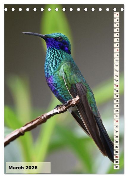 Produktbild: Colourful birds (Desk Calendar 2026 DIN A5 portrait), CALVENDO 12 Month DeskCalendar