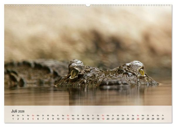 Produktbild: Gro&szlig;e Echsen. Krokodile und Alligatoren (hochwertiger Premium Wandkalender 2026 DIN A2 quer), Kunstdruck in Hochglanz