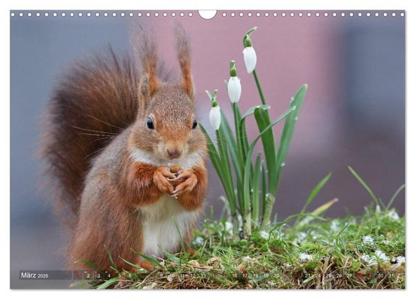 Produktbild: Eichh&ouml;rnchen Momentaufnahmen f&uuml;rs Herz (Wandkalender 2026 DIN A3 quer), CALVENDO Monatskalender