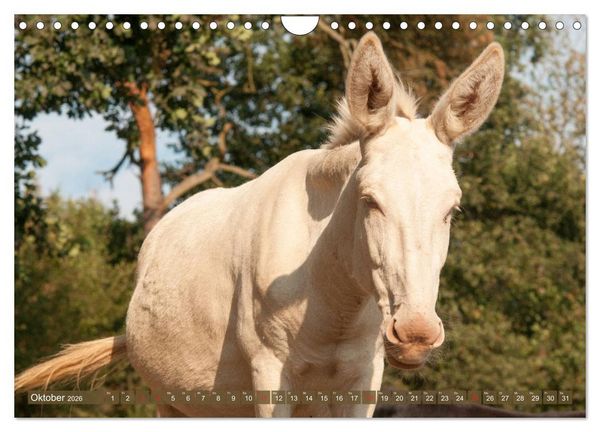 Produktbild: Lichtbringer - &Ouml;sterreichisch-Ungarische Barockesel (Wandkalender 2026 DIN A4 quer), CALVENDO Monatskalender