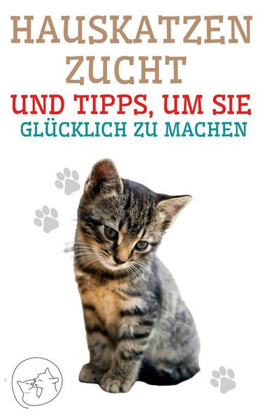 Produktbild: Hauskatzenzucht und Tipps, um sie Gl&uuml;cklich zu Machen