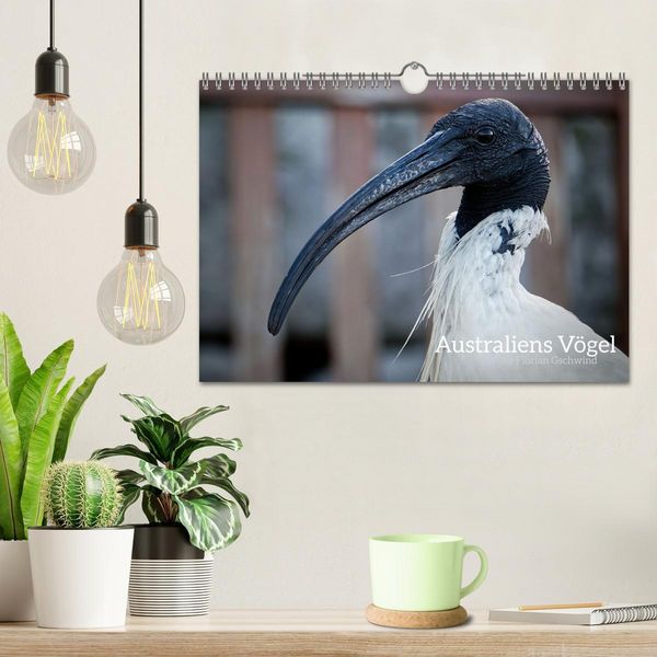 Produktbild: Australiens V&ouml;gel (Wandkalender 2026 DIN A4 quer), CALVENDO Monatskalender