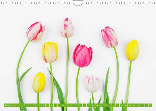 Produktbild: Tulpen f&uuml;r das ganze Jahr (Wandkalender 2022 DIN A4 quer)
