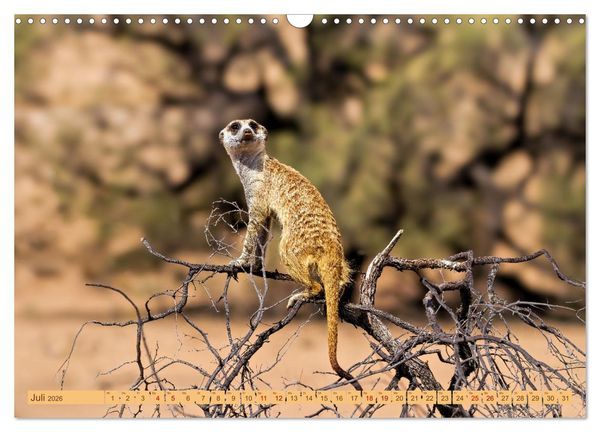 Produktbild: Afrikas Tierwelt - Erdm&auml;nnchen (Wandkalender 2026 DIN A3 quer), CALVENDO Monatskalender
